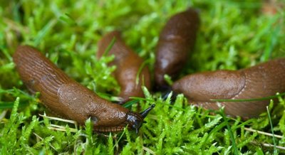 Spanische Wegschnecken sind bei Kleingärtnern gefürchtet, weil sie gefräßig sind und sich rasant vermehren. 