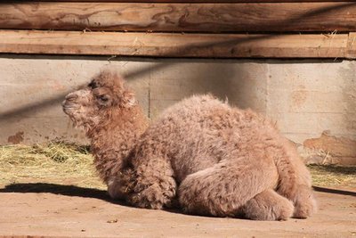 Am Ostersonntag kam dieses Trampeltierfohlen im Tierpark Chemnitz auf die Welt.