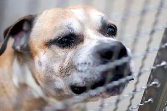 Das Mädchen wurde von einem Mischlingshund angefallen.