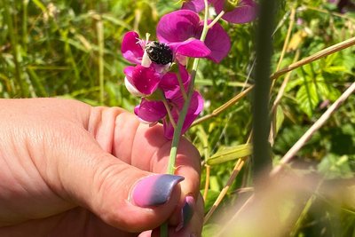 Weil an den Rändern des großen Kleingartenvereins auch ungemähte Wiesen sind, freuen sich Insekten ganz besonders.
