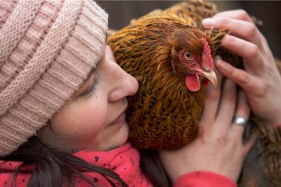 Kuscheln mit Ingeborg, einem Orpington-Huhn. Mit der Kamera weiß Nadine Petukat, Federkleid und Charaktere eines jeden Tieres in Szene zu setzen.