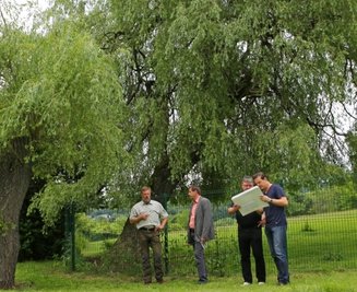 Die Schieflage ist deutlich zu erkennen. Die Trauerweide im Park muss deutlich gestutzt werden. Sie treibt dann ähnlich aus, wie der linke Baum.