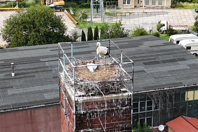 Jungstörche lassen sich unter anderem am schwarzen Schnabel und den schwarzen Beinen erkennen.
