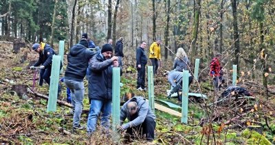 Zwischen Erdmannsdorf und Grünberg pflanzen Mitarbeiter von drei Chemnitzer Firmen Eichen und Hainbuchen. 