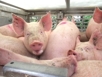 Ein mit Schweinen beladener Laster hatte vergessen, die Lüftung einzuschalten