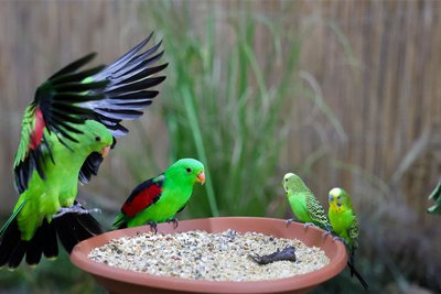 Vogelfreunde bekommen am Wochenende in Hohndorf bei Stollberg unter anderem Sittiche zu sehen.