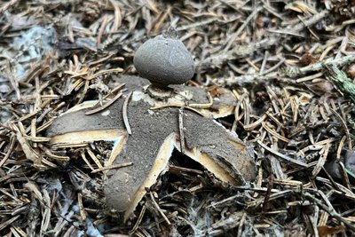 Zu den Exoten unter den Pilzen gehört der sternförmige Erdstern.