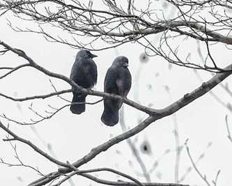 Für Dohlen hängen im Botanischen Garten spezielle Nisthilfen.