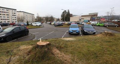 Am Parkplatz Heinrich-Heine-Straße/Sonnenstraße in Hohenstein-Ernstthal sind zahlreiche Bäume gefällt worden. 