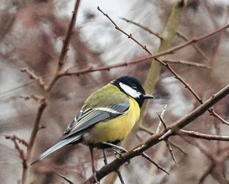 Auch Kohlmeisen (Foto) wurden gesichtet, zusammen mit Blaumeisen.