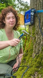 Christiane Müller untersucht einen alten Baum mit einem Schalltomographen. 