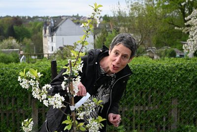 Projektleiterin Julia Naunin bei einer Pflanzaktion beim Kleingartenverein Hammerfrieden im April 2024. Je nach Standort werden für „Gelebte Nachbarschaft“ nicht nur Apfelbäume, sondern auch andere Obstbäume und -sträucher gepflanzt. Hier ist es ein Kirschbaum.