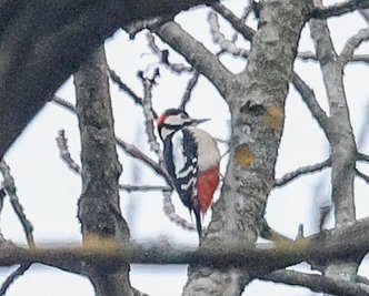 Der Buntspecht ist mit seinem schnellen Klopfen weithin zu hören.
