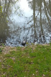 Die Schildkröte verharrte kurzzeitig am Uferrand, tauchte danach aber schnell wieder im Teich unter.