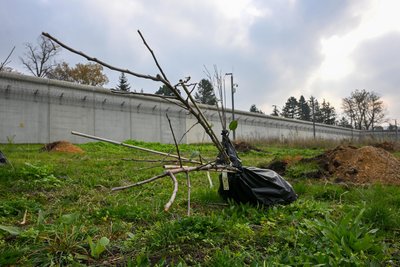 Bei der Pflanzaktion im Herbst 2024 wurden auch auf dem Gelände der Justizvollzugsanstalt Apfelbäume in die Erde gebracht.
