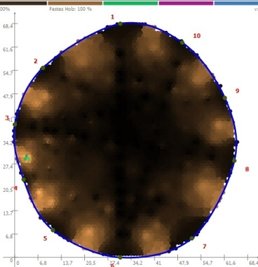 Ultraschallbild eines Spitzahorns. Die Braunfärbung des Stammquerschnitts weist auf Vitalität hin.