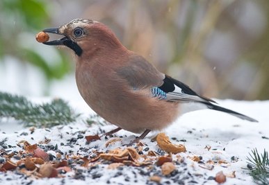 Als Kropf bezeichnen Biologen eine Aussackung der Speiseröhre von Vögeln wie dem abgebildeten Eichelhäher, in der Nahrung gelagert und zum Vorquellen eingespeichelt wird. So ein Kropf ist nötig, wenn in unregelmäßigen Abständen große, schwer verdauliche Futtermengen aufgenommen werden - bei anderen Tieren ist er dagegen sprichwörtlich überflüssig. Im Märchen "Aschenputtel" nutzen Tauben diese Fressmethode als Sortierfunktion: Gute Erbsen befördern sie per Schnabel ins "Töpfchen", schlechte landen erst einmal im "Kröpfchen".