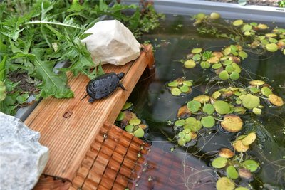 Yvonne Wießner-Scholl hat im Bahnhofsviertel von Freiberg eine Schildkrötenauffangstation aufgebaut, im Bild Wasserschildkröte Magda.