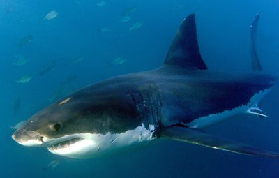 Haie bevölkern die Erde schon seit Hunderten Millionen Jahren.