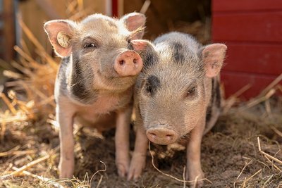 Die Brüder Rudi (links) und Borsti leben seit einem Monat im Pfaffengrüner Garten des frisch vermählten Ehepaars Butz und fühlen sich hier sauwohl. Die kleinen Hängebauchschweine erblickten das Licht der Welt im Falkensteiner Tiergarten. Unterscheiden lassen sie sich anhand ihrer Punkte: Borsti hat deutlich mehr davon.