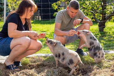 Melanie und Florian Butz haben längst das Vertrauen der Ferkel errungen - nur hochnehmen lassen sich die Ferkel nicht.