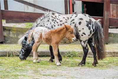 Der kleine Hengst heißt aufgrund seiner Fellfarbe Cappuccino, seine Mutter ist Anielka. 