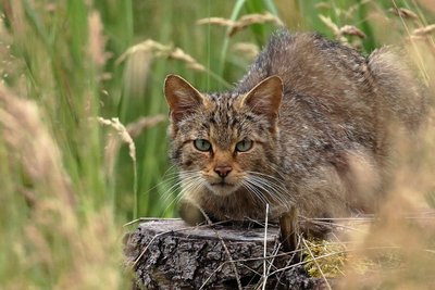 Die Wildkatze fühlt sich im Werdauer Wald wieder wohl. 