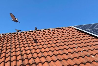 Am Tag herrscht ständiger An- und Abflug. Bewohner der Häuser haben in den Abendstunden schon um die 50 Tauben gezählt - die Tiere nisten unter den PV-Segmenten.