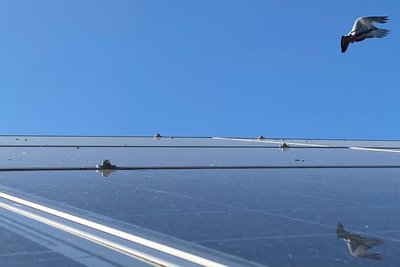 Eine Taube im Abflug. Durch die Spalten zwischen den Segmenten suchen die Tiere die Nester unter den PV-Anlagen auf.