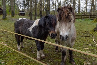 Die beiden Ponys und der Esel haben das Tiergehege am Pöhlberg als erste verlassen, leben nun auf einem Ponyhof in Bayern. 
