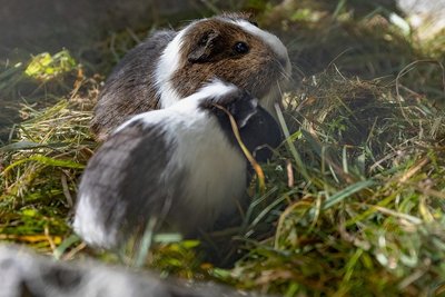 Die Meerschweinchen gehören zu den Tieren in der Anlage am Pöhlberg, die bleiben werden. 