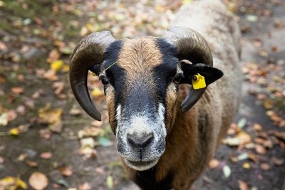 Die Kamerunschafe sollen bleiben. Insgesamt wird der Tierbestand vor einer Umgestaltung der Anlage aber deutlich reduziert. 