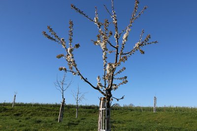 Streuobstgehölze alter sächsischer Sorten.