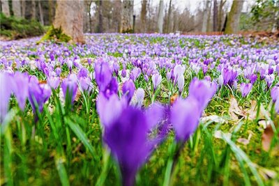 Frühling im Tiergehege am Pöhlberg: Blühende Krokusse begrüßen die Besucher.