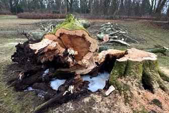 150 Jahre alte Buche: Naturjuwel im Schlosspark Planitz zerstört - Das blieb von der 150 Jahre alten Buche nach dem Kinderstreich übrig.