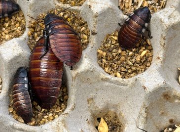 Schaben werden zumeist als Futter für Reptilien und andere Tiere gezüchtet.