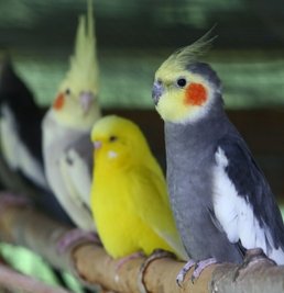 Eine farbenfrohe Vogelwelt kann am Wochenende in der Muldentalhalle in Wilkau-Haßlau bewundert werden. 