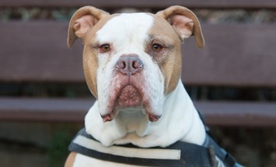 Am Neujahrstag biss Wotan einer Zweijährigen in den Kopf. Ab sofort muss der Hund Leine und Maulkorb tragen.