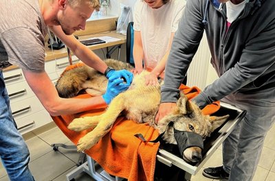 Vor wenigen Tagen ist im Grenzgebiet ein verletzter Wolf gefunden worden. Von Mitgliedern einer Tierrettungsstation wurde er in eine Veterinärklinik gebracht. 