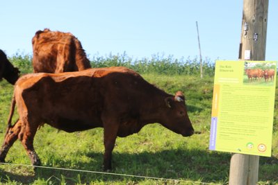 Das Rote Höhenvieh, eine gefährdete Nutztierrasse.