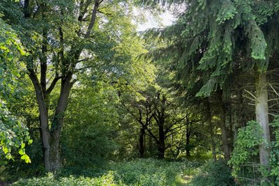 Eine Aufnahme aus dem Waldstück Feiedland bei Hirschfeld. Hier ist ein Bestattungswald vorgesehen.