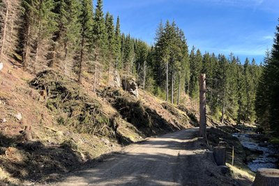 Entlang der Schwarzwassertalstraße ist auf etwa 1,5 Kilometer Länge Holz eingeschlagen worden.