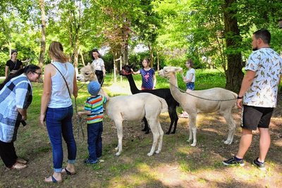 Vor allem bei den jüngeren Damen kamen Alpakas und Esel gut an, während sich die kleineren Kinder auf Hüpfburgen vergnügten.