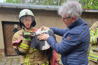 Ein Storch musste am Mittwoch aus einem Schornstein an der Frohnbachstraße in Limbach befreit werden.