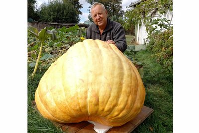 Bernd Reinhold mit dem Kürbis der Kürbisse des Wochenendes. Der Gigant wurde am Sonntag erst beim Kürbisfest in Callenberg (OT Reichenbach) gezeigt, dann wechselte er zum Bauernmarkt in Stollberg.