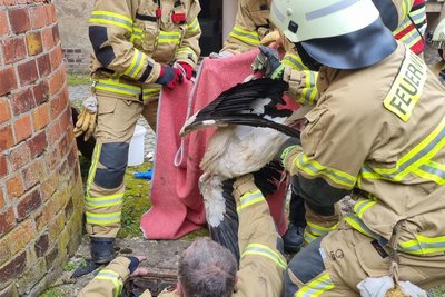 Um den Storch zu beruhigen, wurde er nach der Rettung in eine Decke eingewickelt.