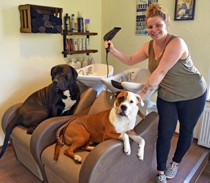 Friseurmeisterin Stephanie Fischer nennt zwei bullige Vierbeiner ihre Lieblinge, die auch mit in den Salon kommen: Helge, der Cane-Corso (l.) und daneben Dame Bubbles, eine amerikanische Dogge. Föhn und andere Gerätschaften irritieren die Hunde nicht.