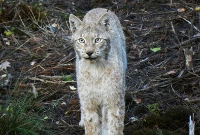 Dieses Luchs-Männchen fühlt sich im Werdauer Wald heimisch. Das Nahrungsangebot ist groß.
