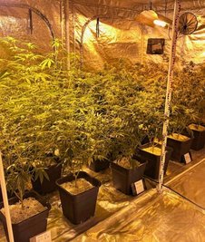 Vier solcher Zelte mit Cannabispflanzen fand die Polizei in einer Wohnung an der Frankenberger Straße.