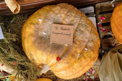 Der Gewinnerkürbis, ebenfalls aus dem Garten von Familie Reinhold. Anhand seiner Maße wurde er aufs Treppchen gerechnet: 140 Kilo!